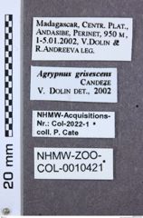 Etikette zu Agrypnus grisescens (NHMW-ZOO-COL-0010421)